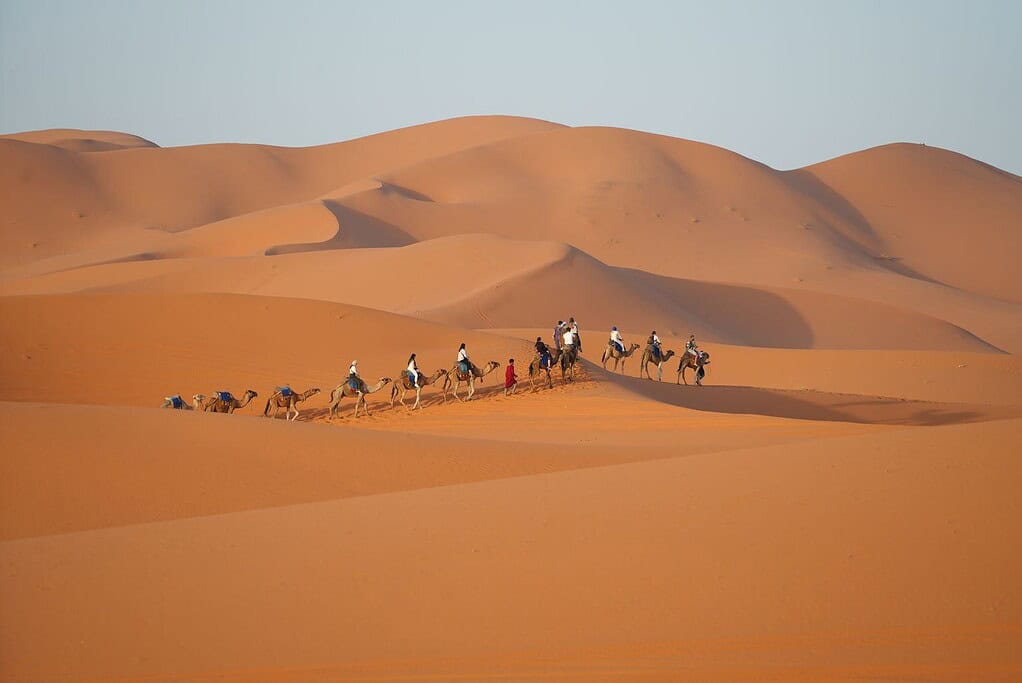 Caravane de dromadaires sur les dunes de Merzouga, dans le désert marocain
